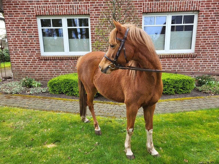 Welsh-B Giumenta 5 Anni 134 cm Sauro in Emlichheim