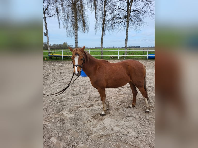 Welsh-B Giumenta 5 Anni 134 cm Sauro in Emlichheim