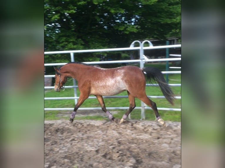 Welsh-B Giumenta 5 Anni 135 cm Sabino in Geestland