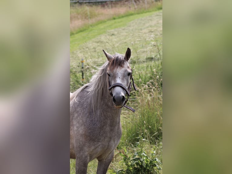 Welsh-B Giumenta 5 Anni 137 cm Grigio in Hünstetten