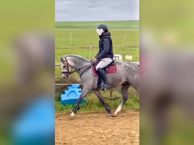 Welsh-B Giumenta 5 Anni 137 cm Grigio in Hünstetten