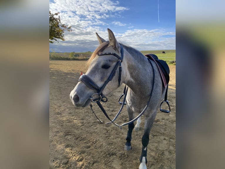 Welsh-B Giumenta 5 Anni 137 cm Grigio in Hünstetten