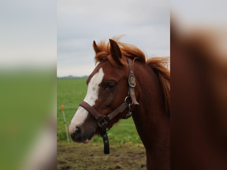 Welsh-B Giumenta 5 Anni Sauro in Genemuiden