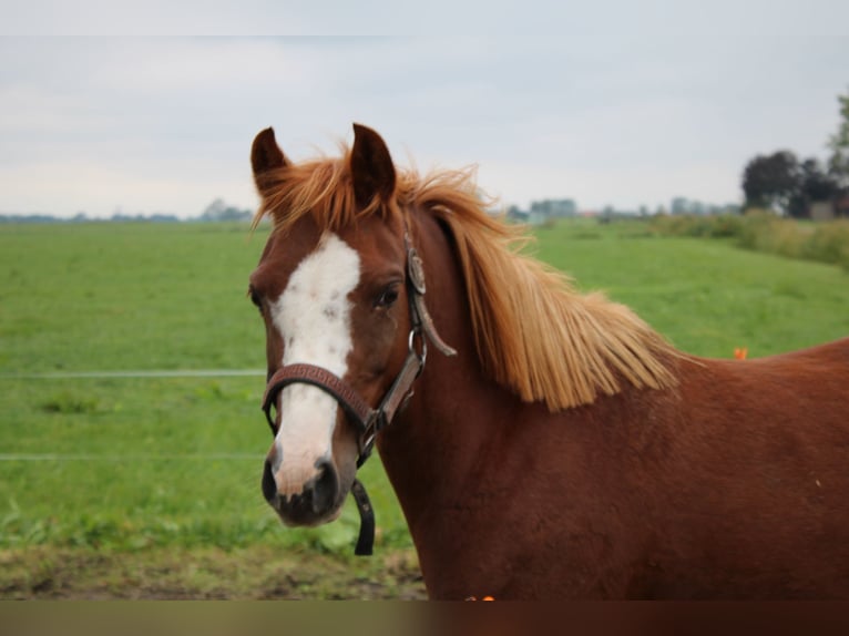 Welsh-B Giumenta 5 Anni Sauro in Genemuiden