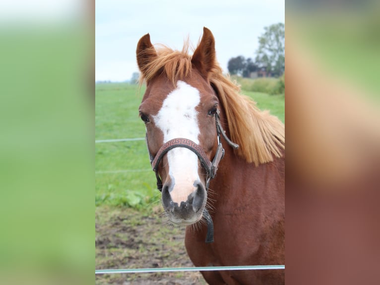 Welsh-B Giumenta 5 Anni Sauro in Genemuiden