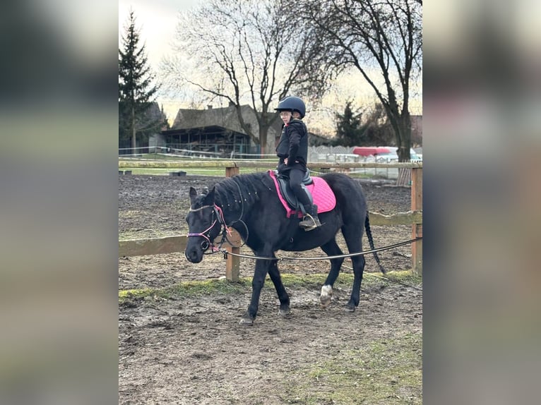 Welsh-B Giumenta 6 Anni 125 cm Morello in &#x17B;ary