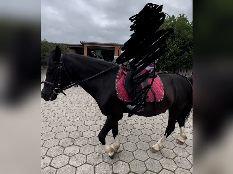 Welsh-B Giumenta 6 Anni 130 cm Morello in Hamburg