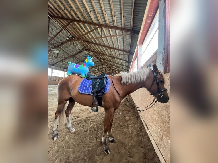 Welsh-B Giumenta 6 Anni 131 cm Sauro scuro in Haljala vald