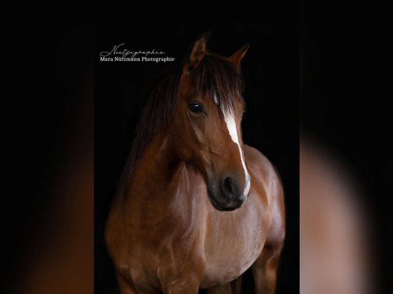 Welsh-B Giumenta 6 Anni 134 cm Baio in Düsseldorf