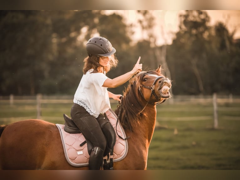 Welsh-B Giumenta 6 Anni 134 cm Baio in Düsseldorf