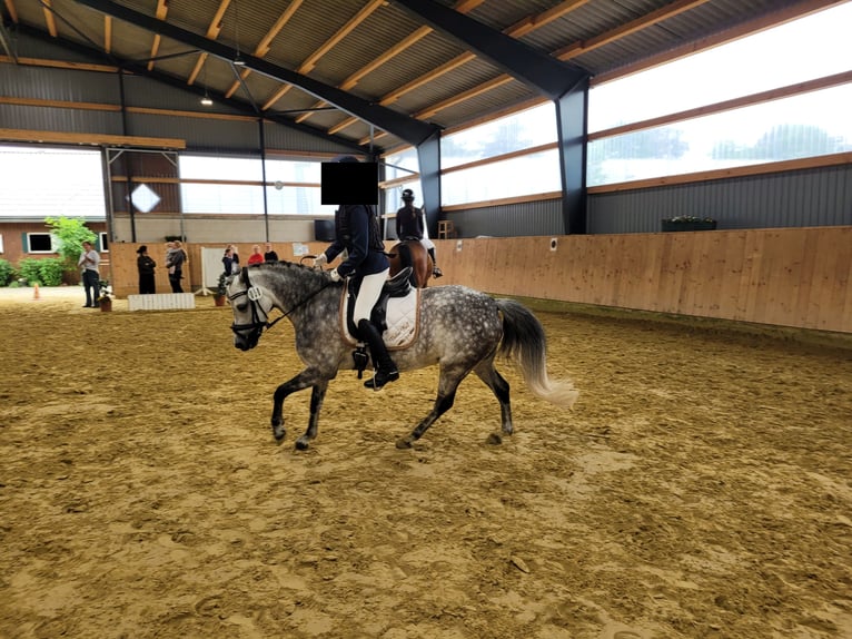 Welsh-B Giumenta 6 Anni 134 cm Grigio pezzato in Senden