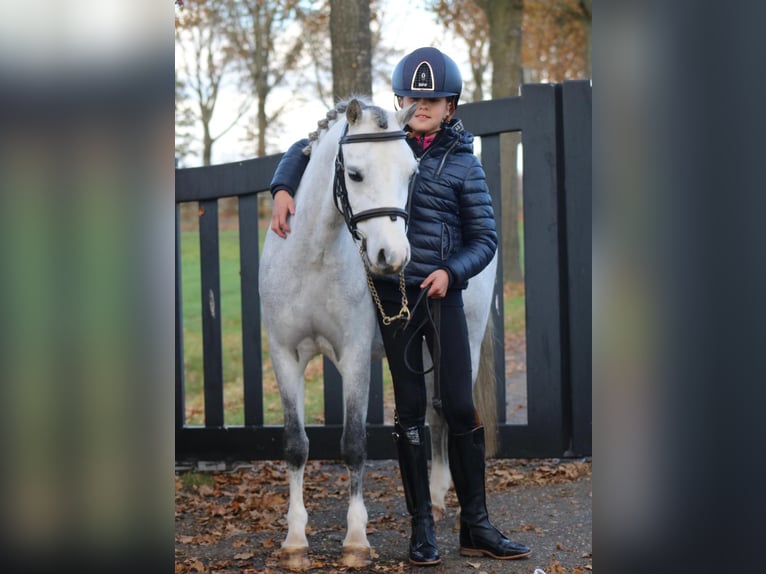 Welsh-B Giumenta 6 Anni  in Coevorden