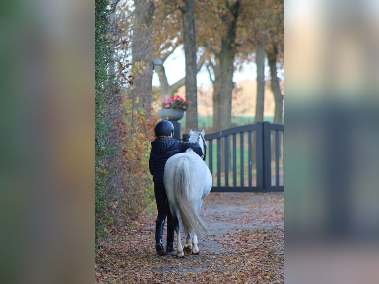 Welsh-B Giumenta 6 Anni  in Coevorden