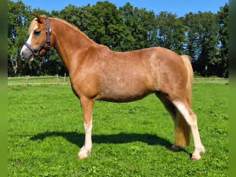 Welsh-B Giumenta 7 Anni 121 cm Sabino in Hengelo