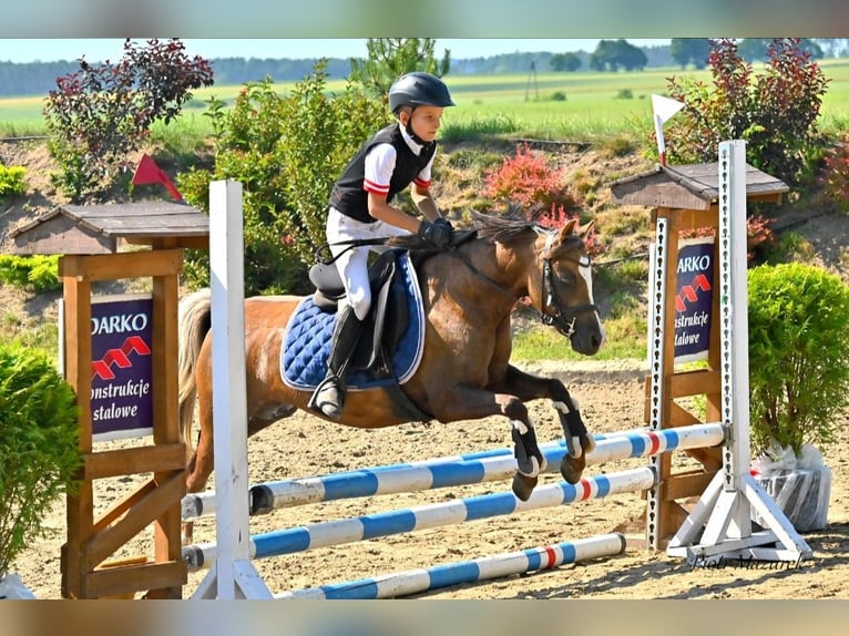 Welsh-B Giumenta 7 Anni 124 cm Palomino in Wągrowiec