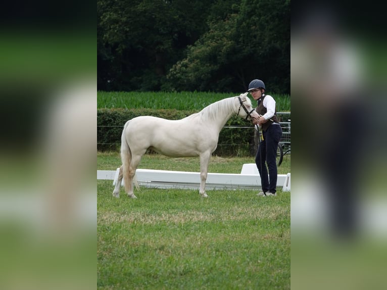 Welsh-B Giumenta 7 Anni 125 cm Cremello in Zoelen