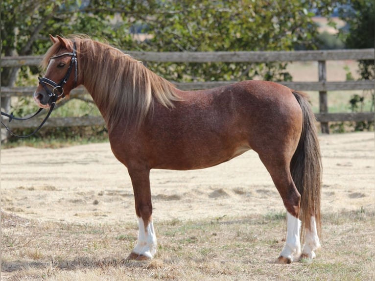 Welsh-B Giumenta 7 Anni 125 cm Sauro in Rechnitz