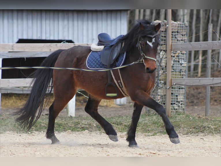 Welsh-B Giumenta 7 Anni 132 cm Baio in Järvamaa