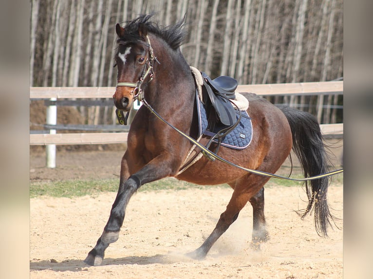 Welsh-B Giumenta 7 Anni 132 cm Baio in Järvamaa