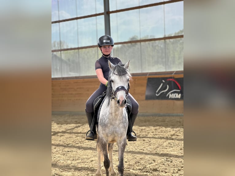 Welsh-B Giumenta 7 Anni 132 cm Grigio in Korschenbroich