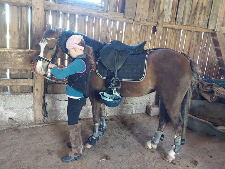 Welsh-B Giumenta 7 Anni 133 cm Sauro in Sulzfeld