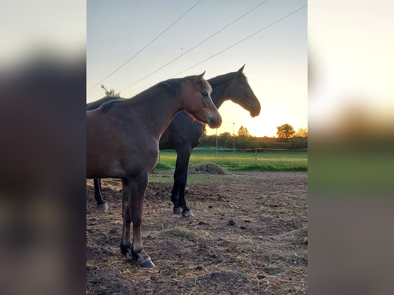 Welsh-B Giumenta 7 Anni 133 cm Sauro in Sulzfeld