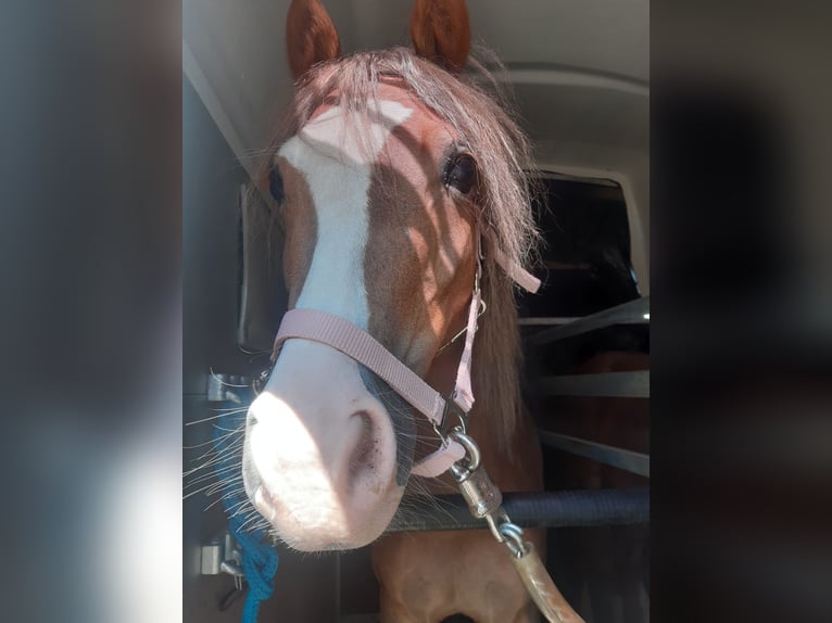 Welsh-B Giumenta 7 Anni 133 cm Sauro in Sulzfeld