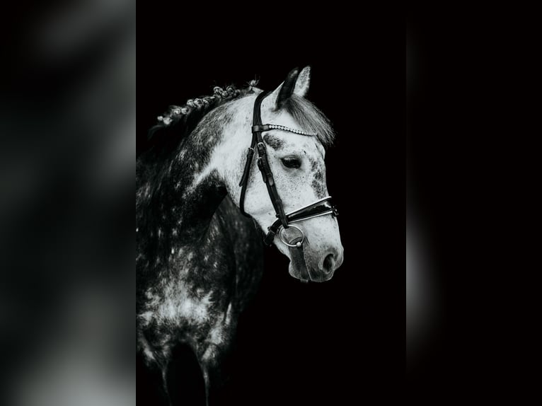 Welsh-B Mix Giumenta 7 Anni 142 cm Grigio pezzato in Pi&#x146;&#x137;i, M&#x101;rupes novads