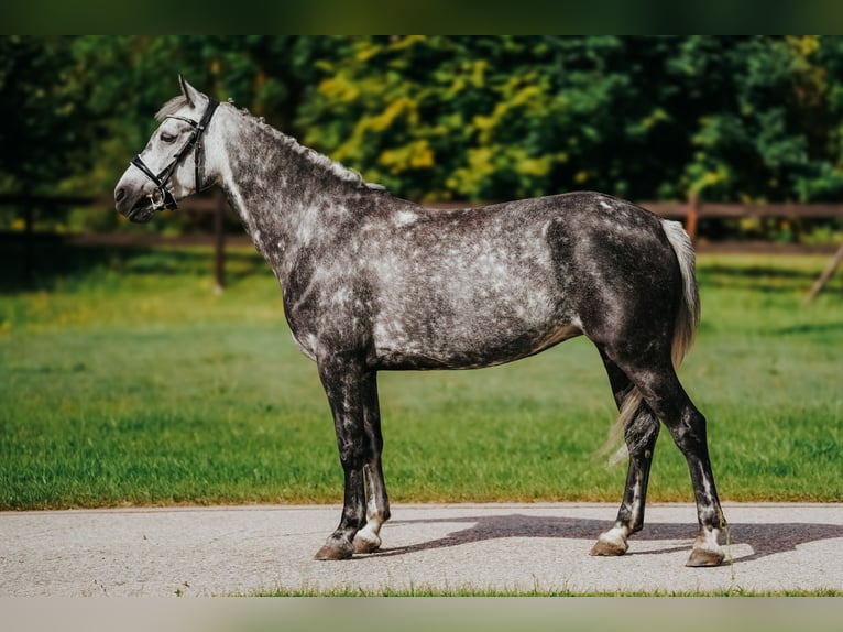 Welsh-B Mix Giumenta 7 Anni 142 cm Grigio pezzato in Pi&#x146;&#x137;i, M&#x101;rupes novads
