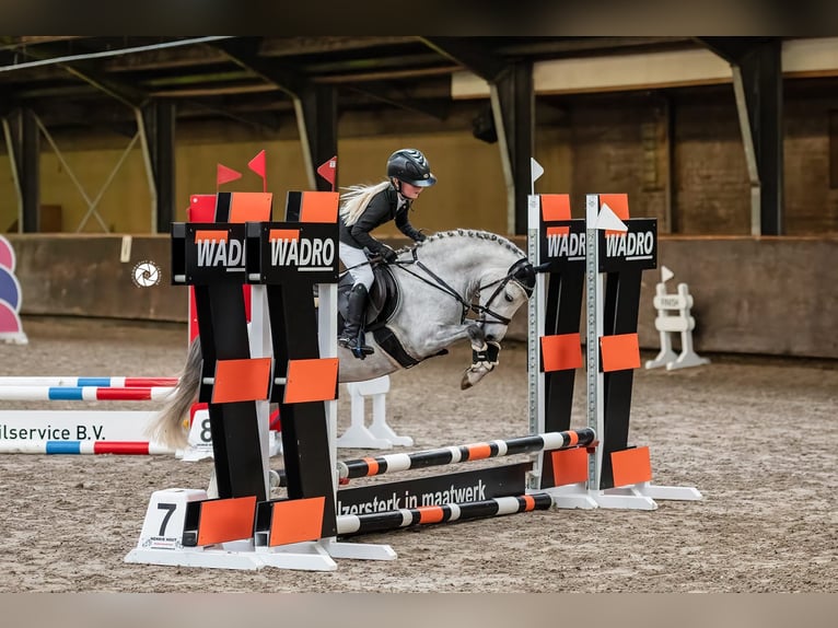 Welsh-B Giumenta 8 Anni 121 cm Grigio pezzato in Nieuw-Buinen