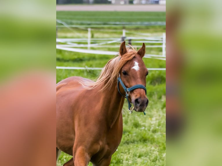 Welsh-B Giumenta 8 Anni 128 cm Sauro scuro in Grijpskerke