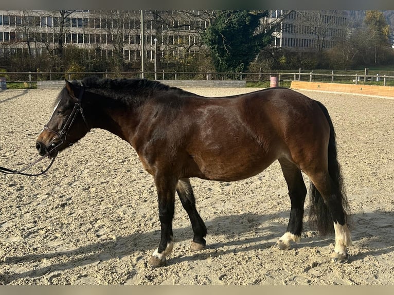 Welsh-B Mix Giumenta 8 Anni 130 cm Baio in Adliswil