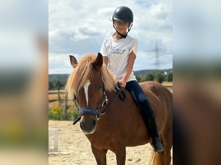 Welsh-B Mix Giumenta 8 Anni 132 cm Sauro scuro in Bergheim
