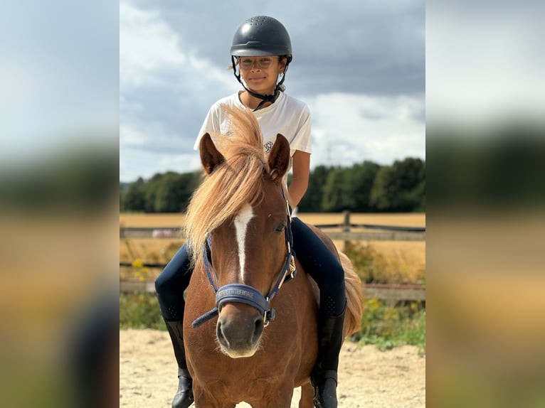 Welsh-B Mix Giumenta 8 Anni 132 cm Sauro scuro in Bergheim