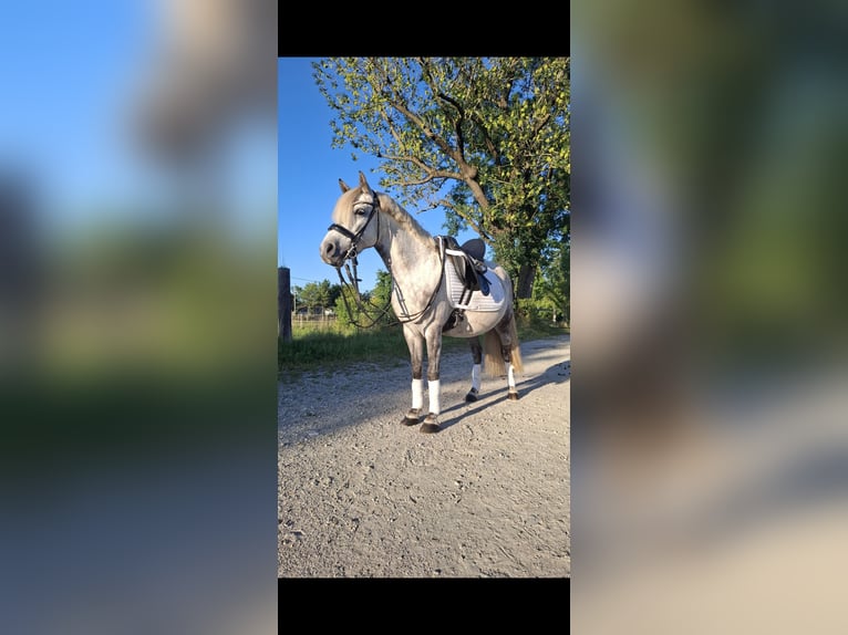 Welsh-B Mix Giumenta 8 Anni 135 cm Grigio in Maisach