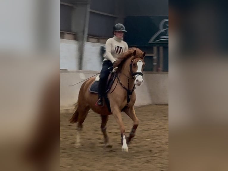 Welsh-B Giumenta 8 Anni 145 cm Sauro in BovenauBovenau