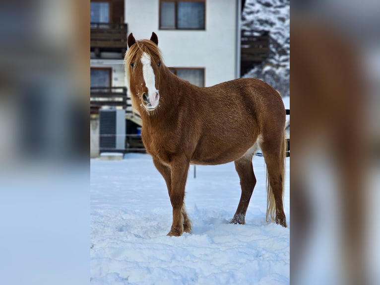 Welsh-B Mix Giumenta 9 Anni 120 cm Sauro in Landeck