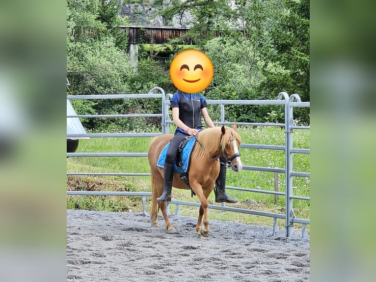 Welsh-B Mix Giumenta 9 Anni 120 cm Sauro in Landeck