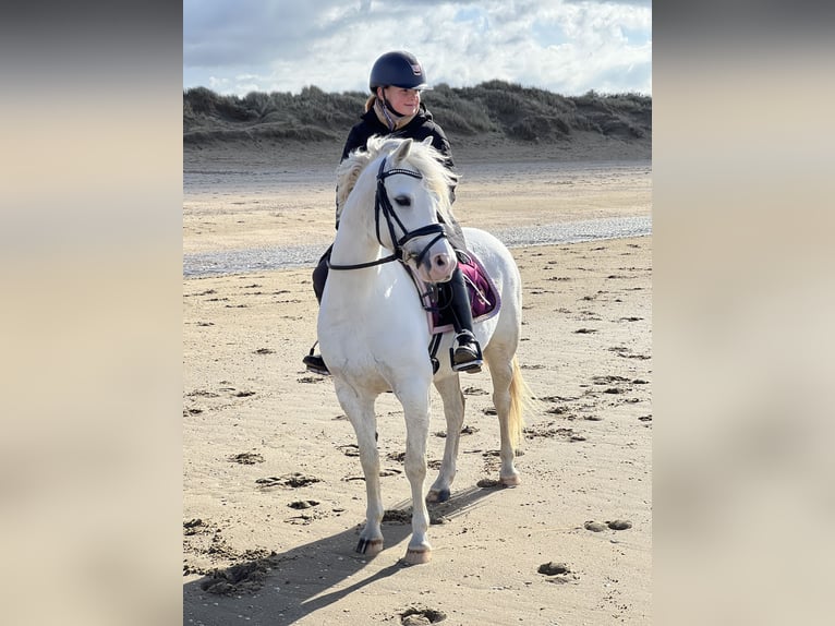 Welsh-B Giumenta 9 Anni 125 cm Grigio in Zwartewaal