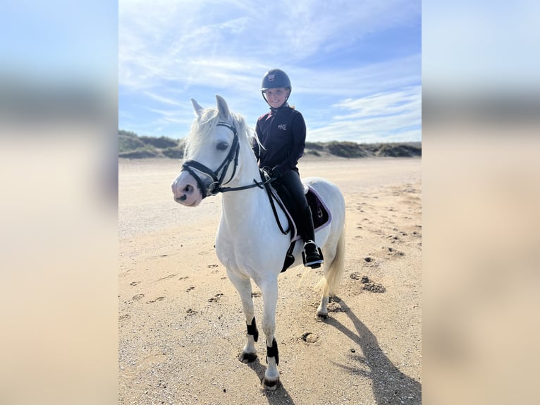 Welsh-B Giumenta 9 Anni 125 cm Grigio in Zwartewaal