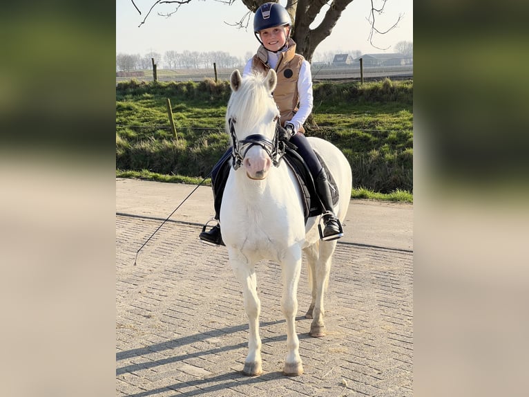 Welsh-B Giumenta 9 Anni 125 cm Grigio in Zwartewaal