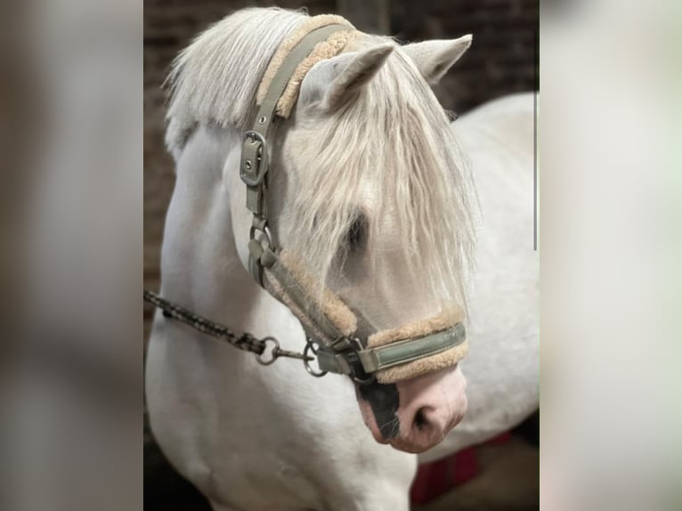 Welsh-B Giumenta 9 Anni 125 cm Grigio in Zwartewaal