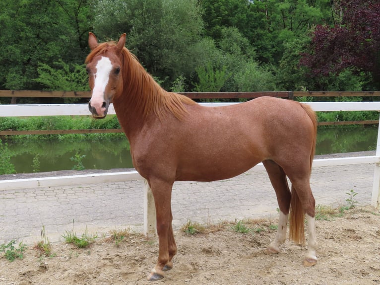 Welsh-B Giumenta 9 Anni 127 cm Sauro in Haigerloch
