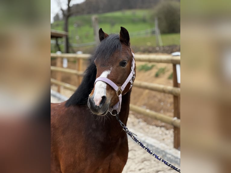 Welsh-B Giumenta 9 Anni 129 cm Baio scuro in Gelterkinden