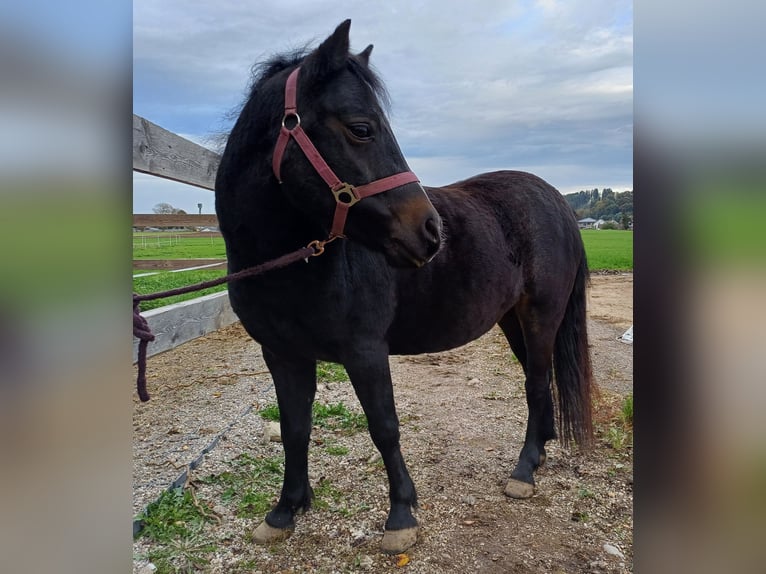 Welsh-B Mix Giumenta 9 Anni 130 cm Baio nero in Timelkam