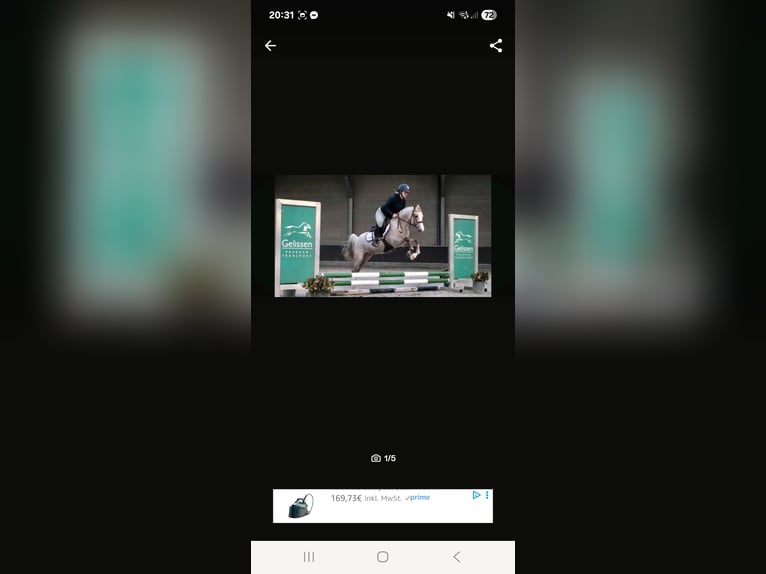 Welsh-B Giumenta 9 Anni 134 cm in Stolberg (Rheinland)