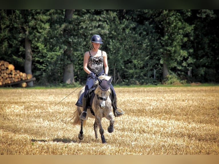 Welsh-B Mix Giumenta 9 Anni 135 cm Grigio in Maisach