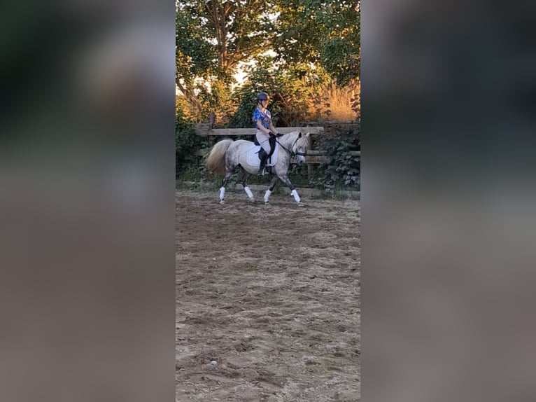 Welsh-B Mix Giumenta 9 Anni 135 cm Grigio in Maisach