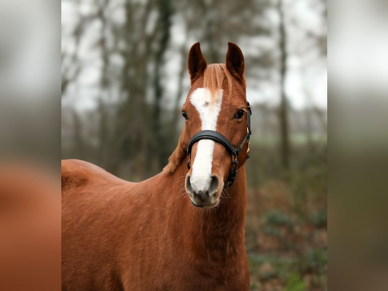 Welsh-B Giumenta 9 Anni 136 cm in Aalten