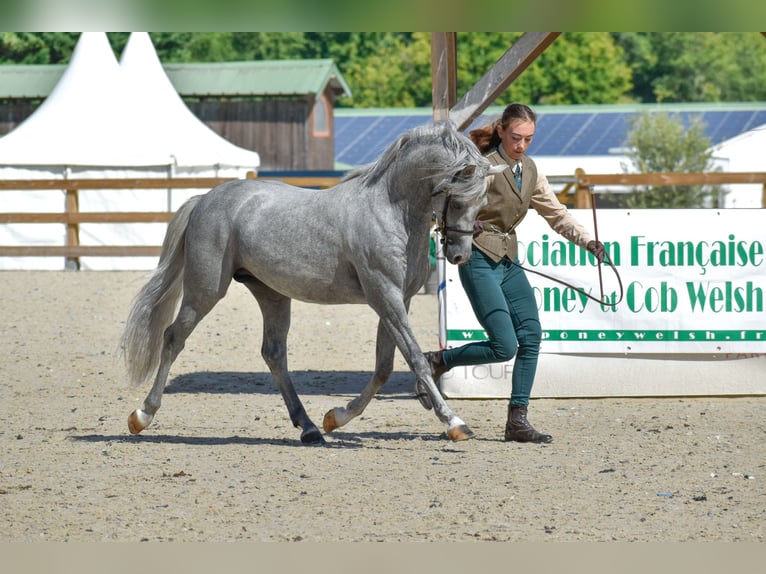 Welsh-B Giumenta Puledri (03/2026) 133 cm Grigio in la chapelle bâton